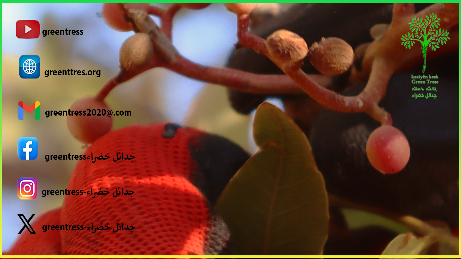 Read more about the article Collecting Kizwan Tree Seeds